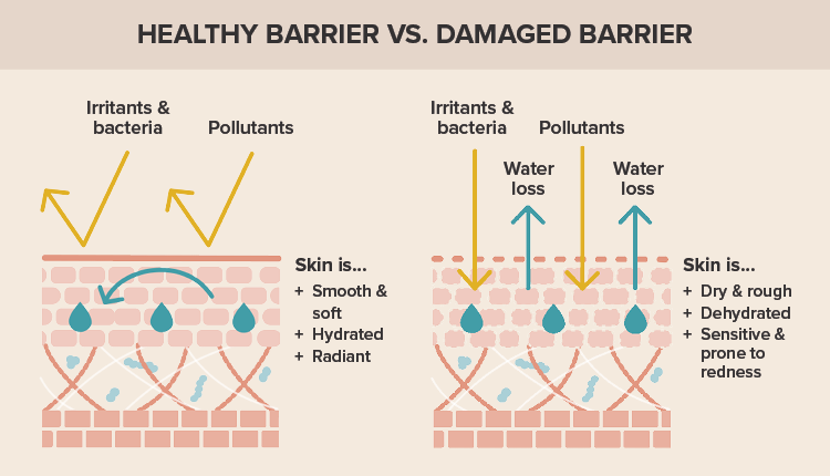 Healthy skin barrier vs. a damaged skin barrier