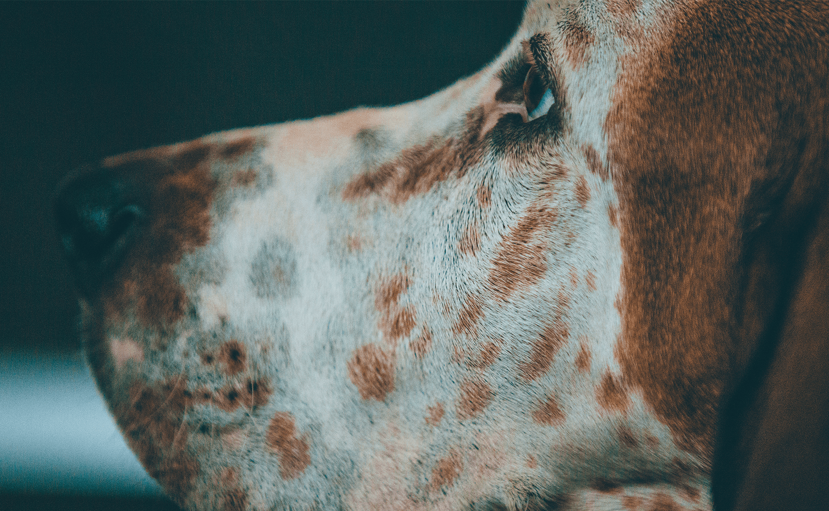 You get brown spots on your skin as you get older You get brown spots on your skin as you get older